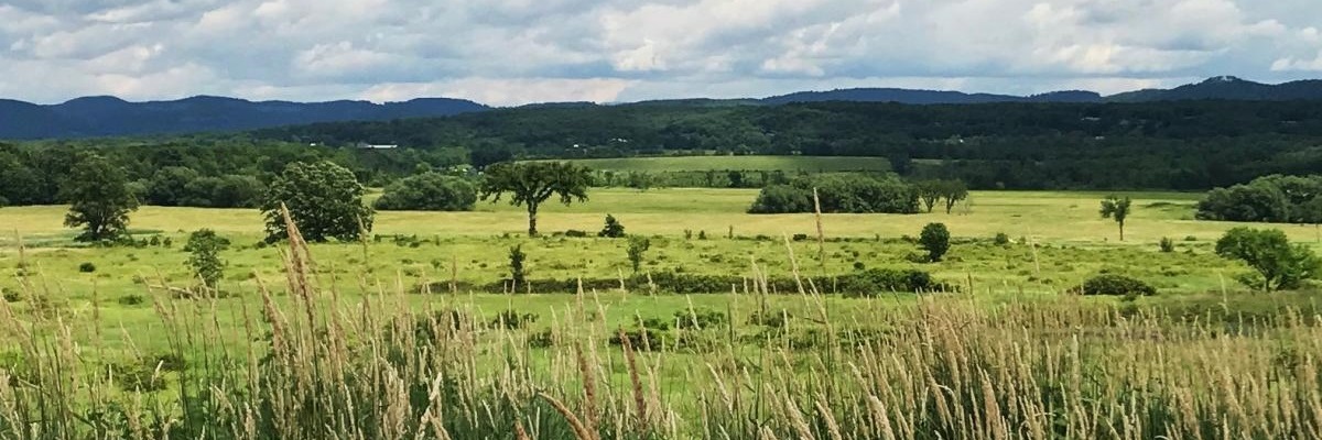 View of the grassland