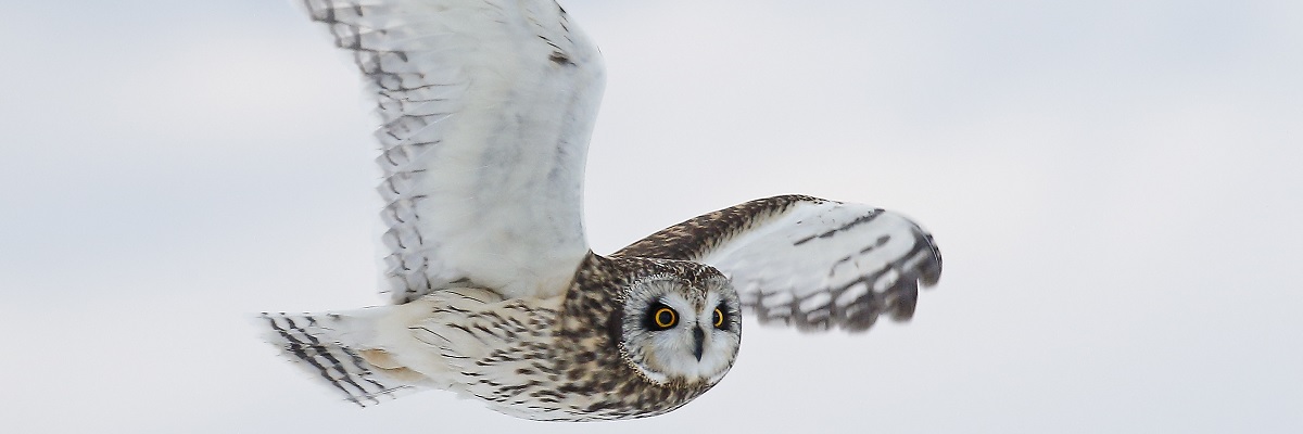 Short eared owl flying