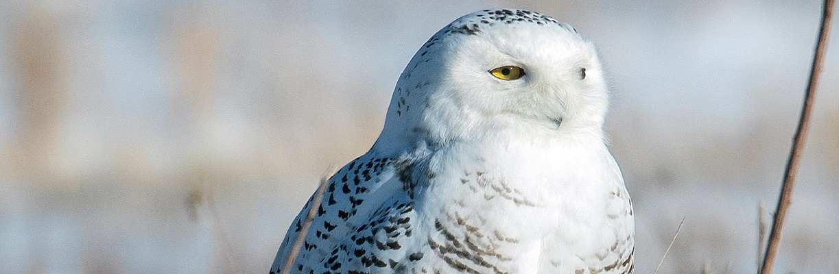 Snowy owl resting