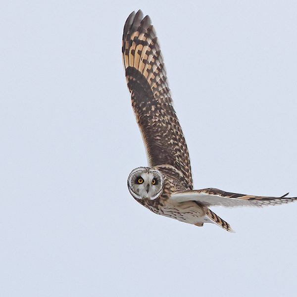 Short-eared Owl