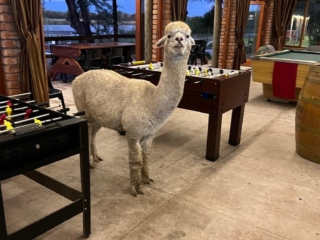 Yes, This is an Alpaca. In Namibia. In the lodge cafe.