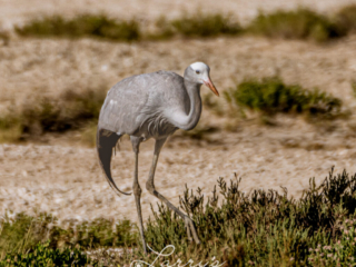 Endangered Blue Crane, Namibia  Image: ©Larry Blau