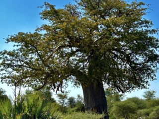 Baobob tree Bwabwata National Park, Namibia.  Image ©Connie Hasko