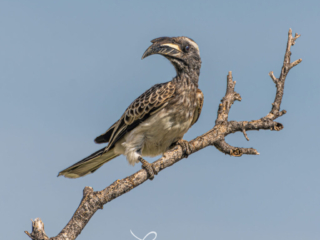Grey Hornbill.Etosha National Park, Namibia Image: ©Larry Blau