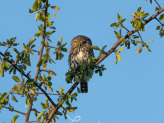 Pearl Spotted Owlet, Botswana Image: ©️Larry Blau
