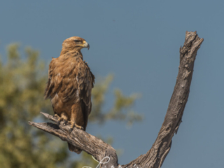 Tawny Eagle in Namibia  Image: ©️Larry Blau