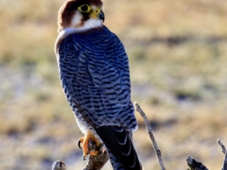 Red-necked Falcon, Namibia. Image: ©Penelope Tallman