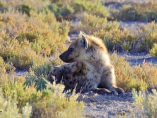 Spotted Hyena resting , Etosha National Park, Namibia. Image: ©Penelope Tallman
