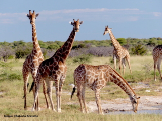 Giraffes drinking in Etosha National Park, Namibia. Image ©Roberta Kravette