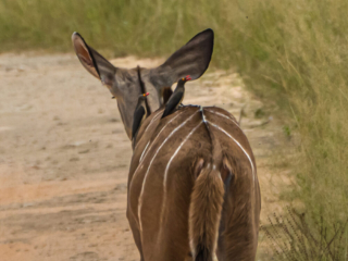 Red Billed Oxpeckers. Botswana. Image: ©Larry Blau